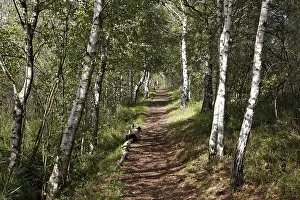 Upper Bavaria Nature Reserve Prints: Footpath through a birch forest