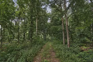 Central European Forest Landscapes Prints: Footpath through a deciduous forest