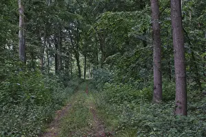 Deciduous Forest Landscape Photo Prints: Footpath through a deciduous forest