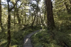 No People In Nature Reserve Prints: Footpath through forest, sun shining through canopy