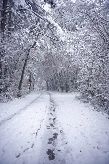 Footprints In Snow Prints: Footprints mark the course of a snow-covered forest path