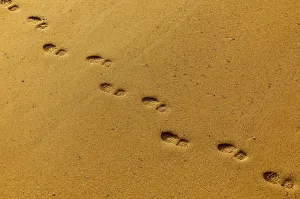 Footprints In Sand Prints: Footprints in the sand