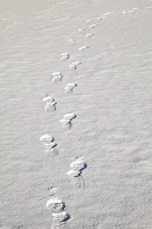 Footprints In Snow Prints: Footprints in the snow