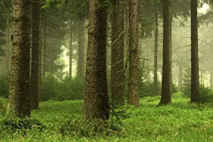 Mixed Forest Scenery Prints: Forest