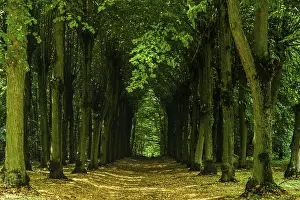 German Forest Landscape Photography Prints: Forest