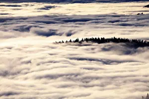 Cloudy Mountain Landscape Prints: Forest above the cloud level, view from the Feldberg