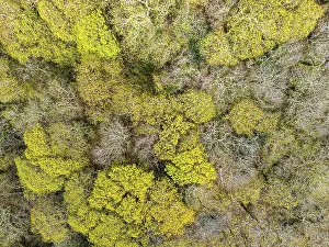 British Countryside From A Drone Prints: Top Down over Forest from a drone