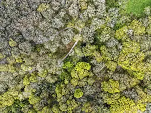 River Dart Aerial View Prints: Top Down over Forest from a drone