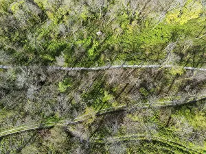 Drone Photography Devon UK Prints: Top Down over Forest from a drone