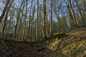 Raw Material Extraction Site Prints: Forest with fallen tree trunk and mossy environment