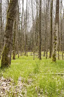 Baden Wurttemberg Landscapes Prints: Forest with grass on Easter path