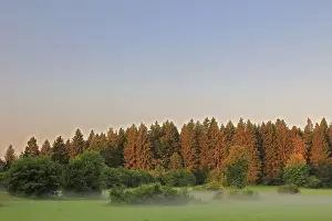 Uninhabited Forest Landscape Germany Prints: Forest, hedges in meadow, Nusplingen