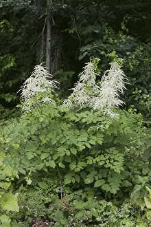Open Air Nature Scenes Europe Prints: Forest honeysuckle (Aruncus dioicus)