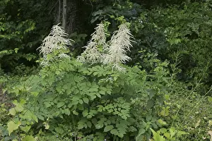 North Rhine Westphalia Flowers Prints: Forest honeysuckle (Aruncus dioicus)
