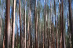 Blurred Forest Scenery Prints: Forest, impression, alienation