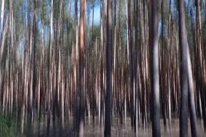 Long Exposure Nature Shots Prints: Forest, impression, alienation