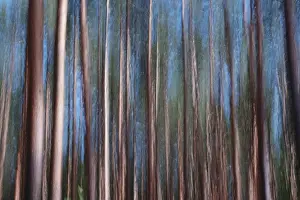 Blurred Motion Nature Shots Prints: Forest, impression, alienation