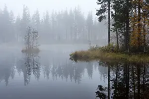 Misty Mood Photography Prints: A forest lake