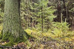 Wooded Countryside Views Prints: Forest landscape, trunk of pine in foreground