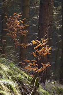 Central European Nature Scenery Prints: Forest in March, Germany