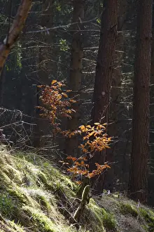 European Countryside Images Prints: Forest in March, Germany