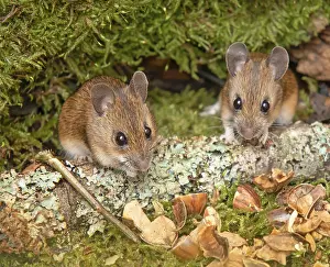 Mammalian Wildlife Prints: Forest mice Apodemus sylvaticus