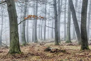Cloud Forest Europe Prints: Forest in the mist