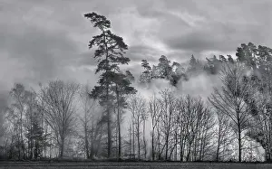 Atmospheric Forest Scene Prints: Forest in the mist