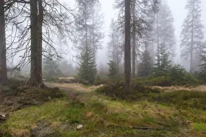 Protected Area In Germany Prints: Forest at the Oderteich in the Nebel