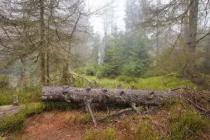 Protected Area In Europe Prints: Forest at the Oderteich in the Nebel