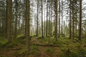 Germany Nature Reserve Prints: Forest at the Oderteich, Nebel