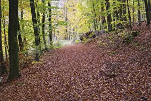Deserted Forest Track Prints: A forest path covered by foliage