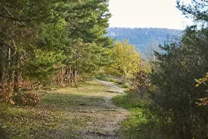 Bavaria Forest Path Prints: Forest path on the edge of the forest in autumn
