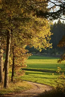 Bavaria Autumn Landscape Prints: Forest path on the edge of the forest in autumn