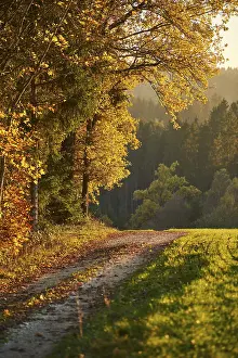 Bavaria Autumn Landscape Prints: Forest path on the edge of the forest in autumn