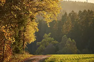 Bavaria Forest Path Prints: Forest path on the edge of the forest in autumn
