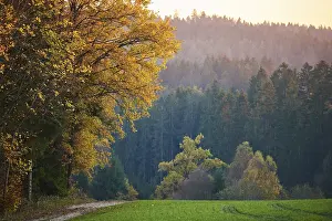 Upper Palatinate Scenery Prints: Forest path on the edge of the forest in autumn