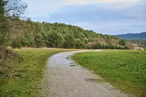 Bavaria Forest Path Prints: Forest path on the edge of the forest in autumn