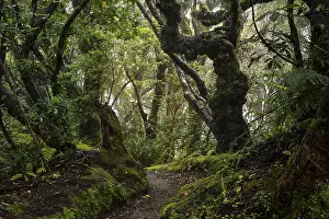 North Island Landscape Photography Prints: Forest path, gnarled tree, mosses