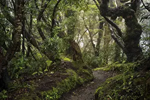 Overgrown With Moss Photo Prints: Forest path, gnarled tree, mosses