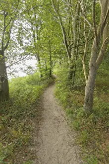 Western Pomerania Scenery Prints: Forest path, Langenberg, Bansin