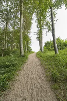 Western Pomerania Scenery Prints: Forest path, Langenberg, Bansin