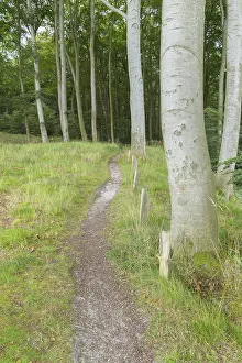 Western Pomerania Scenery Prints: Forest path, Langenberg, Bansin