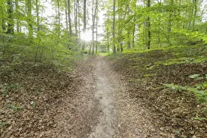 Western Pomerania Scenery Prints: Forest path, Langenberg, Bansin