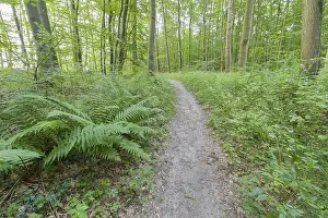 Forest Path Germany Prints: Forest path, Langenberg, Bansin