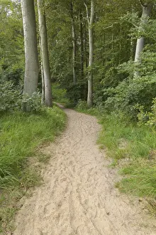 Eastern Germany Woodland Scene Prints: Forest path, Langenberg, Bansin