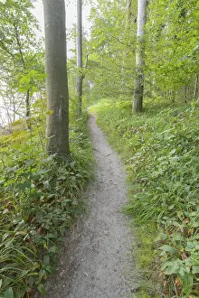 Forest Path Germany Prints: Forest path, Langenberg, Bansin