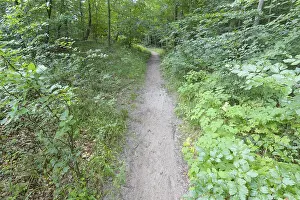 Deserted Forest Track Prints: Forest path, Langenberg, Bansin