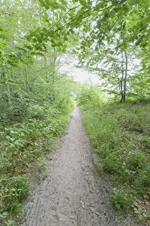 Western Pomerania Scenery Prints: Forest path, Langenberg, Bansin