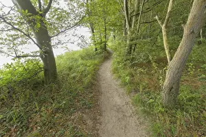 Forest Path Germany Prints: Forest path, Langenberg, Bansin